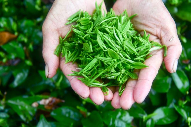 尴尬！坚持吃这6种食物能够保持口气清新九游会·j9网站交谈中口腔异味会让人(图2)